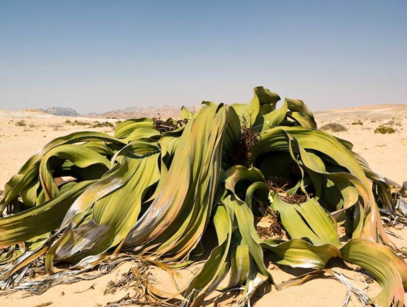 在恶劣环境中顽强生长的植物