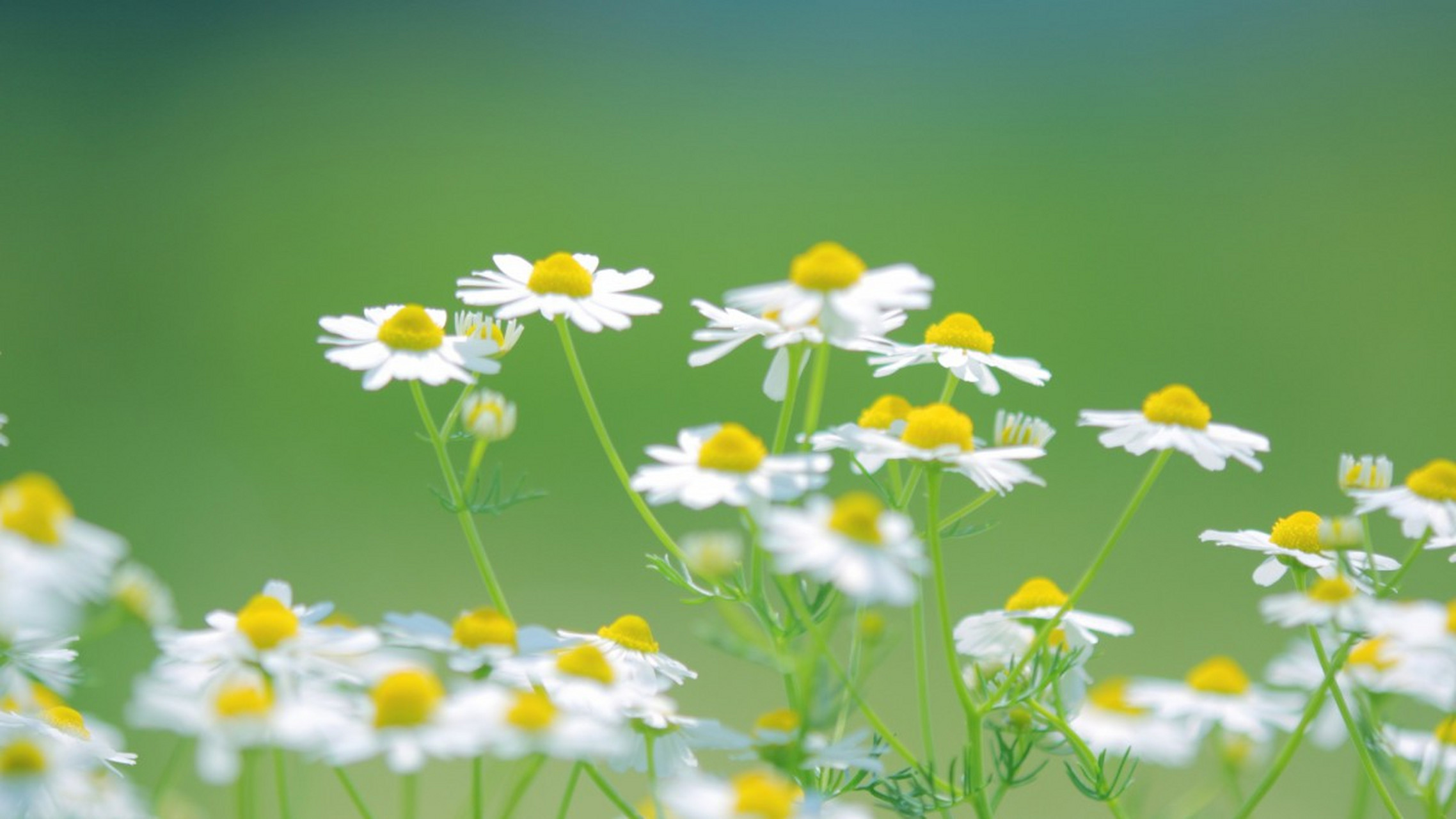 朗达拜恩名言分享: 你有很多付出的机会,它们能够为你打开接收的大门