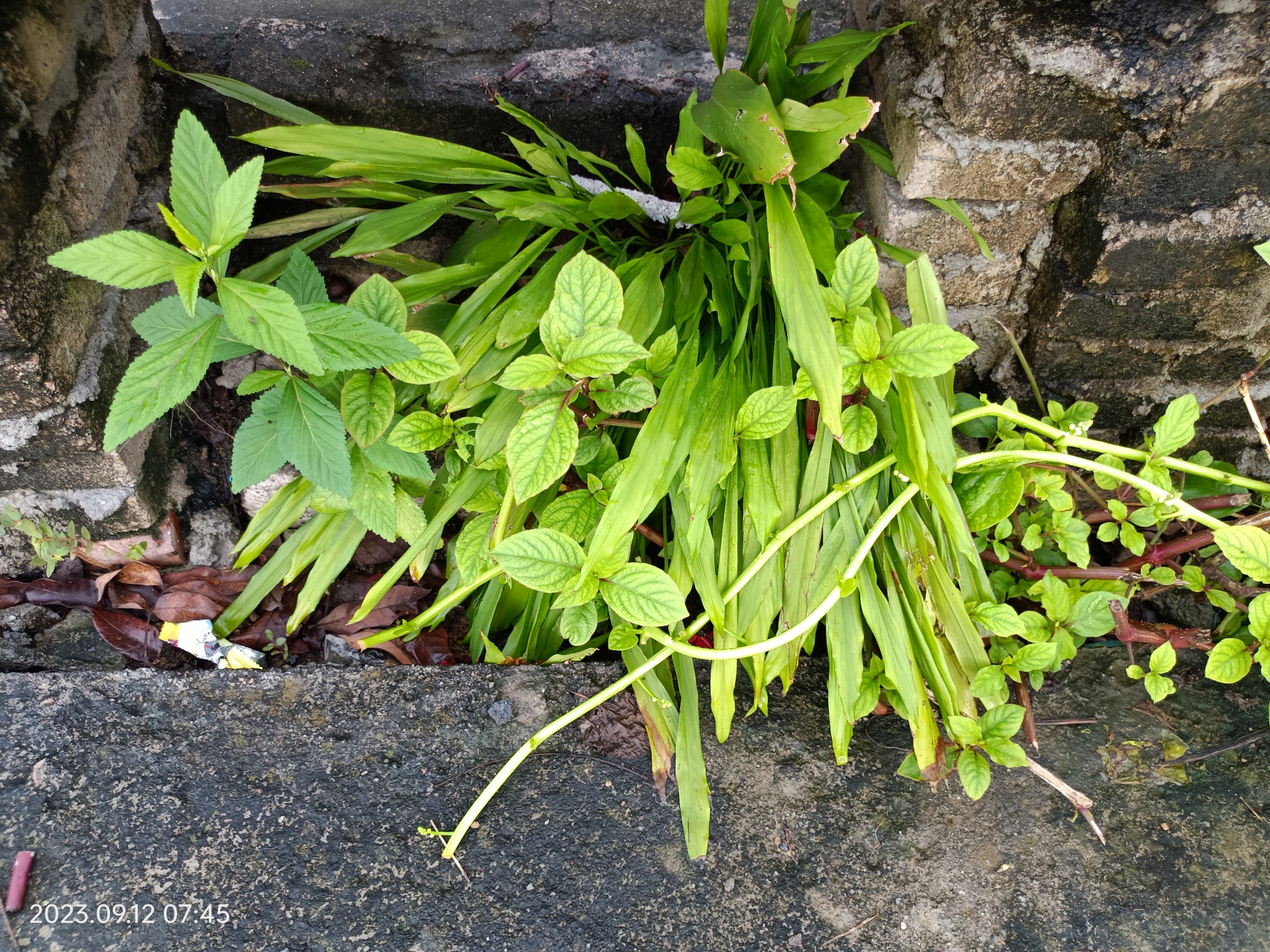植物,路边的小草