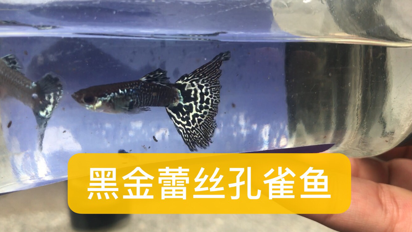 精品黑金蕾丝孔雀鱼 天空蓝孔雀鱼