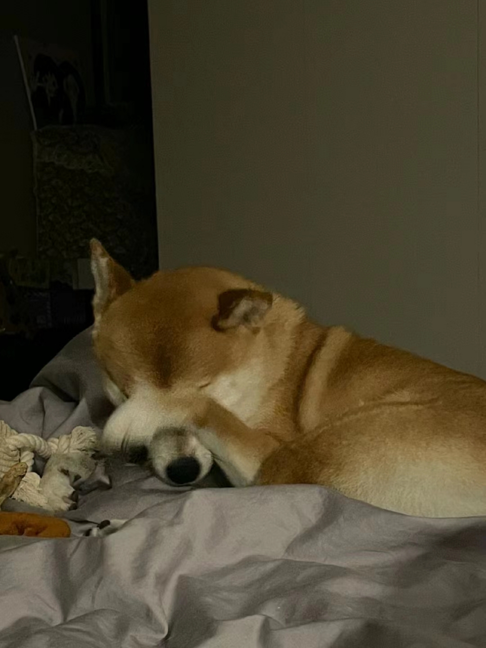 当小狗狗睡觉被自己的屁臭醒秒变表情包,哈哈哈哈,笑不活了