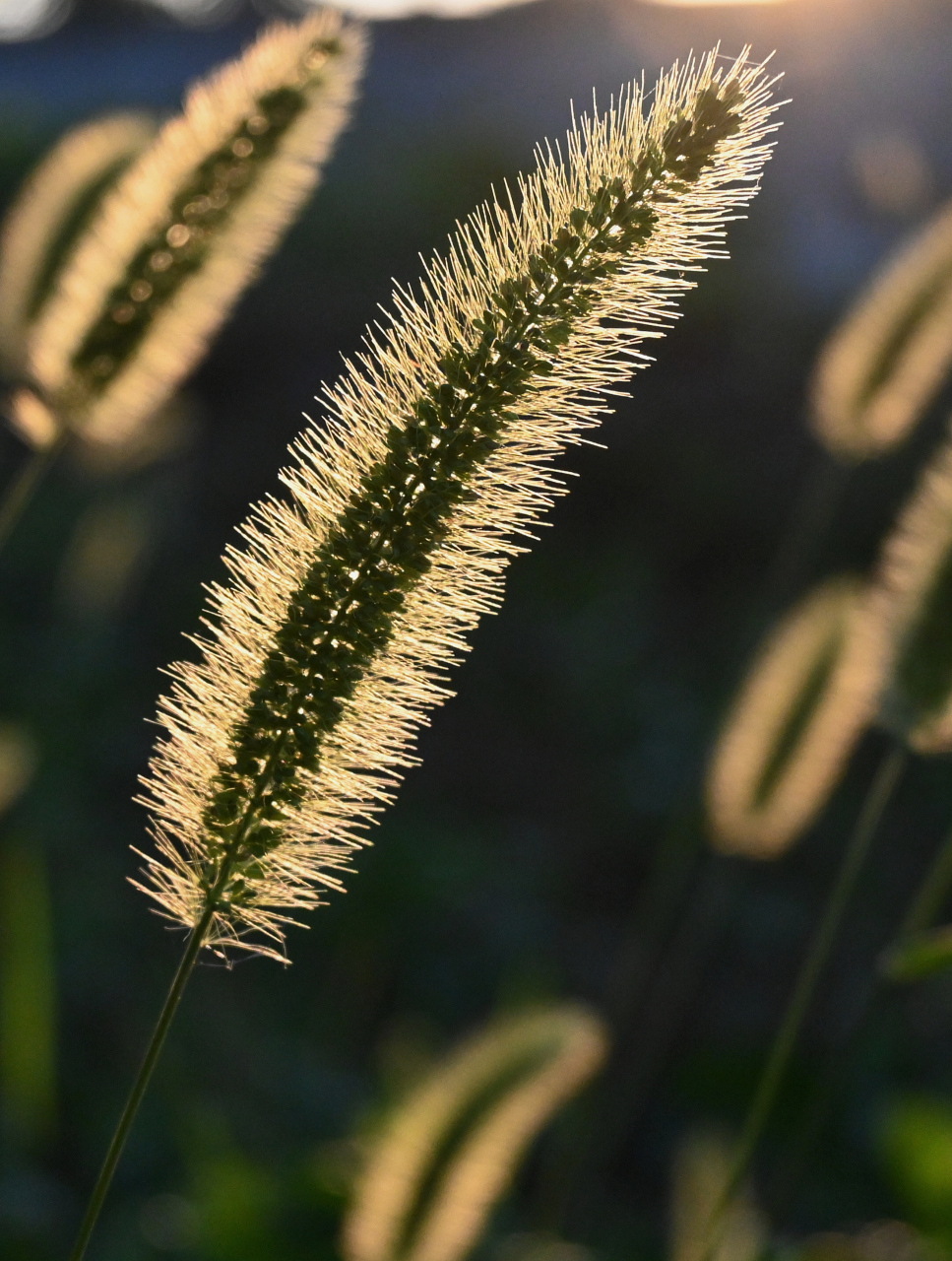 黄昏时分,狗尾巴草上面蘸满了夕阳光.