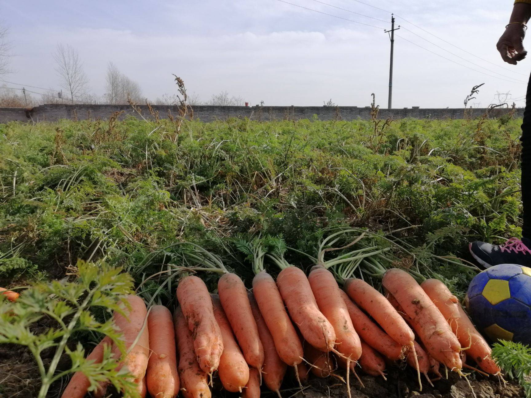 个人独居:胡萝卜的详细种植方法,最适合孩子和学生的食物