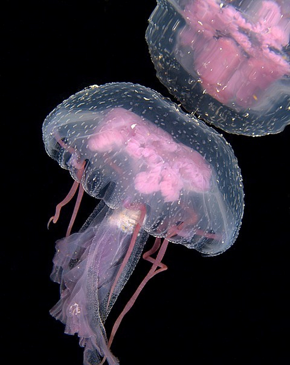 pelagia noctiluca 夜光游水母 67
