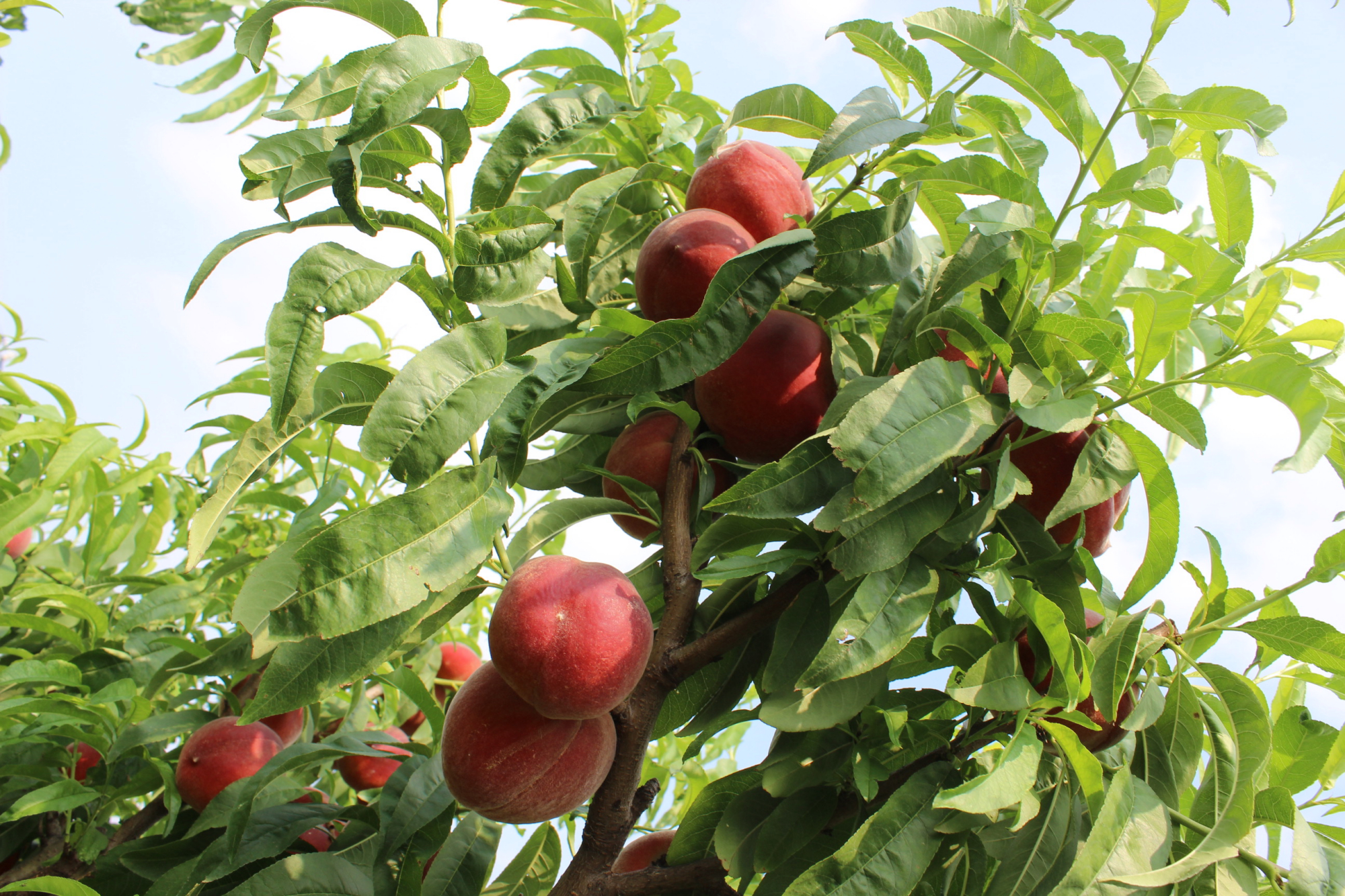 庄主自己培育的桃树品种,又红又大又甜,小编看到这么漂亮的桃子,不由