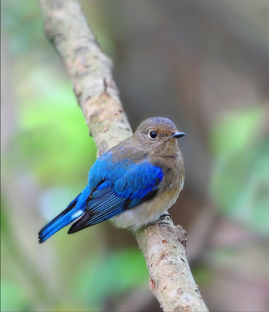 白腹琉璃:这是一种生活在东南亚的鸟类,其身体色彩鲜艳,背部为蓝色