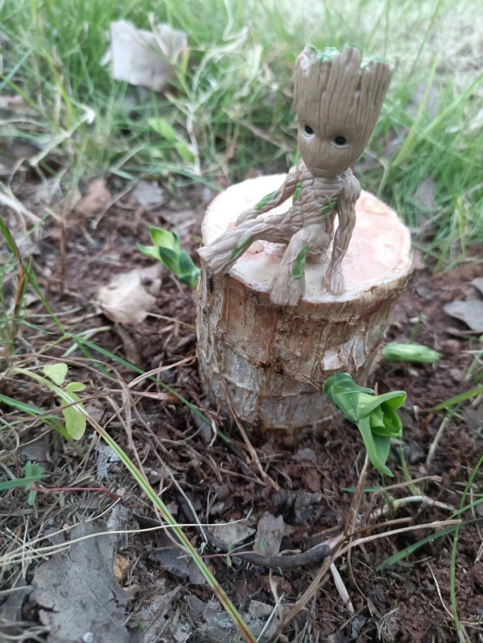 网上买的巴西木发芽了,发芽只需一个月,开花却要十年时间之后.