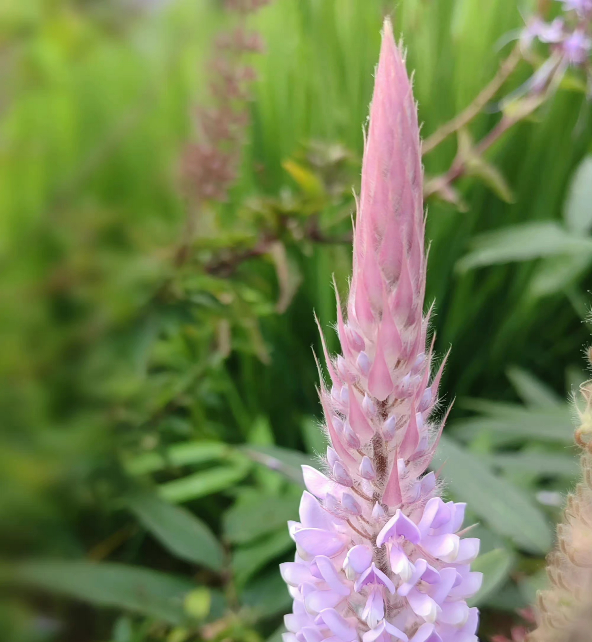 美花狸尾豆:又称美花兔尾草,花瓣蝶形紫粉色,根叶和全草药用,花如兔尾