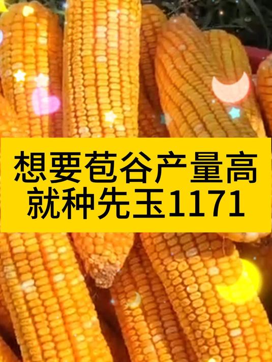 先玉1420 玉米审定图片