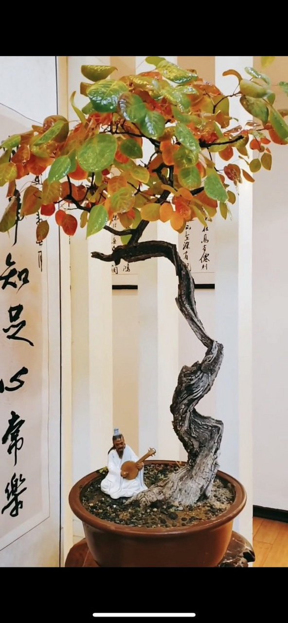 书香静盆景# 精品黄栌盆景,意境清幽