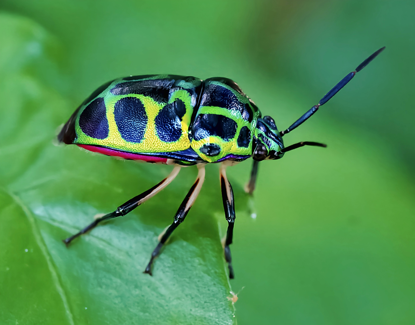 每天认识一种昆虫——紫丽盾蝽 紫丽盾蝽别名宝石虫,金属盾虫,是