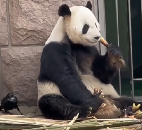 大熊猫被小鸟薅毛毫无反应淡定干饭 宛如一座不动如山的雕塑