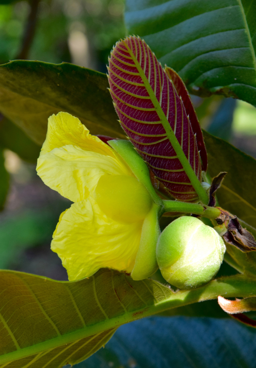 大花第伦桃又名大花五桠果,为第伦桃科第伦桃属植物.