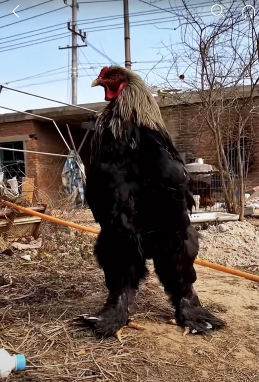 它就是传说中的婆罗门鸡,又叫梵天鸡,最大可以长到三十斤,头昂起来有