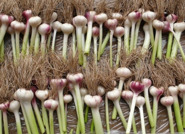 大蒜结的籽可以做种子吗