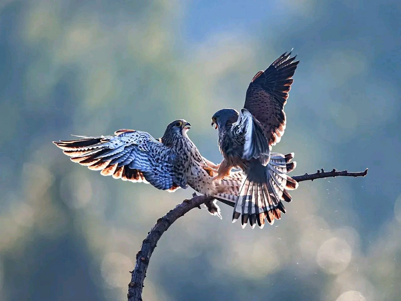 在天愿作比翼鸟,在地愿为连理枝[呲牙]好的鸟片也是可遇而不可求,再来