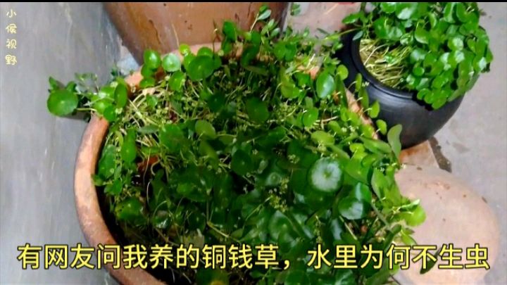 铜钱草水培养殖要想不生虫,养上几条鱼,鱼草共生半年都不用换水