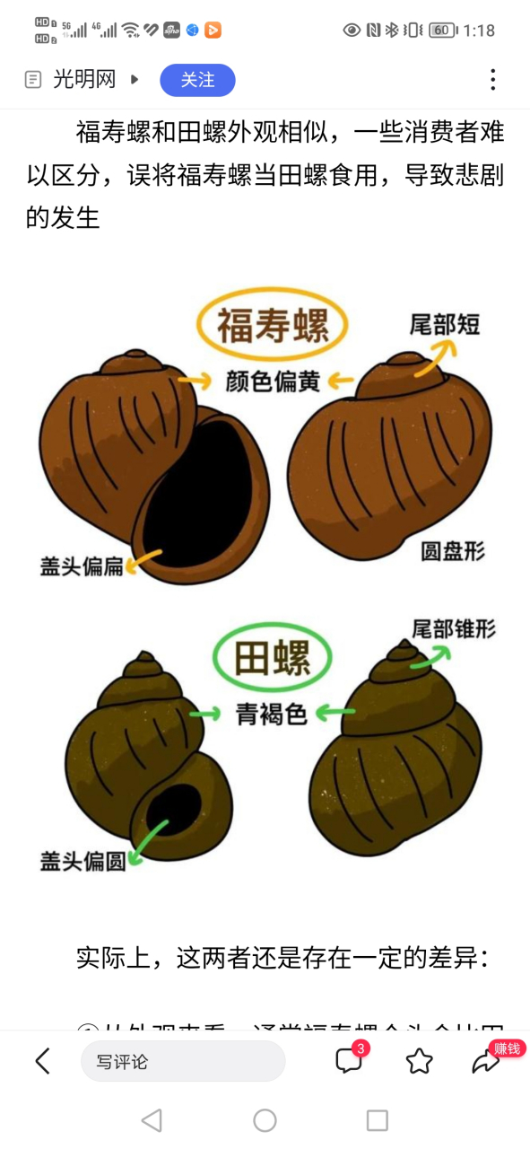 别采回了寄生虫多多的入侵物种福寿螺,下面图是福寿螺和田螺的区别