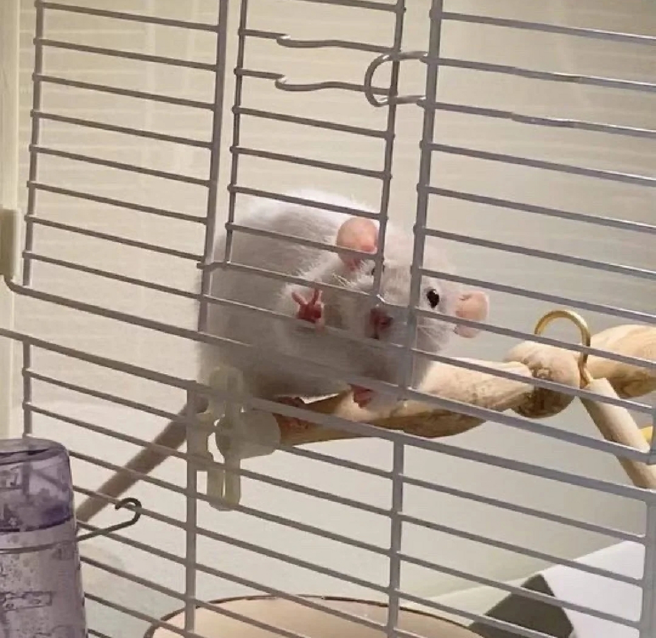 这里有一只会比耶的仓鼠