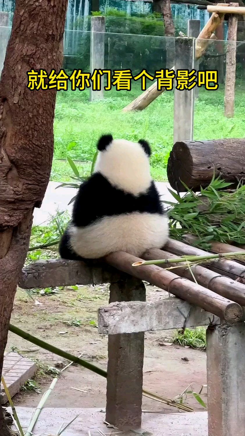 这次就给你们看个背影吧,猜猜我是谁