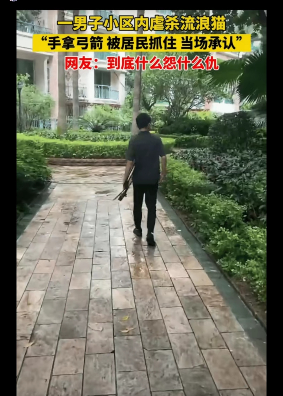 8月2日,深圳某小區,一名男子手拿弓弩射殺流浪貓,被小區居民質問後