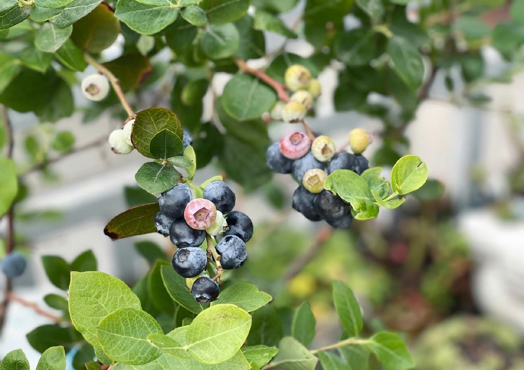 【2023的初夏】08【蓝莓夏普蓝】熟了08