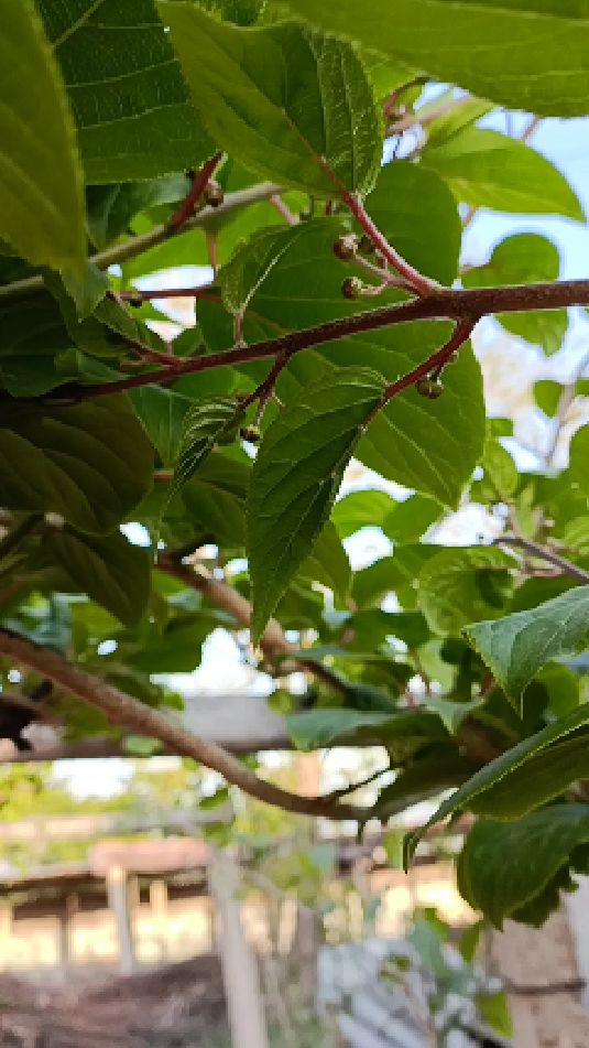 软枣猕猴桃开花图片图片