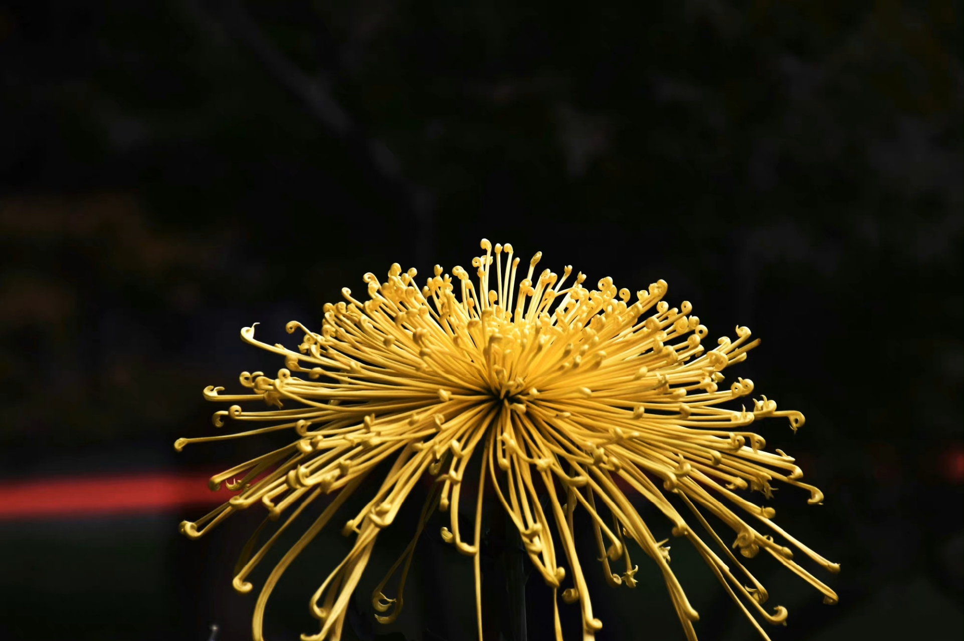 仙灵芝菊花图片