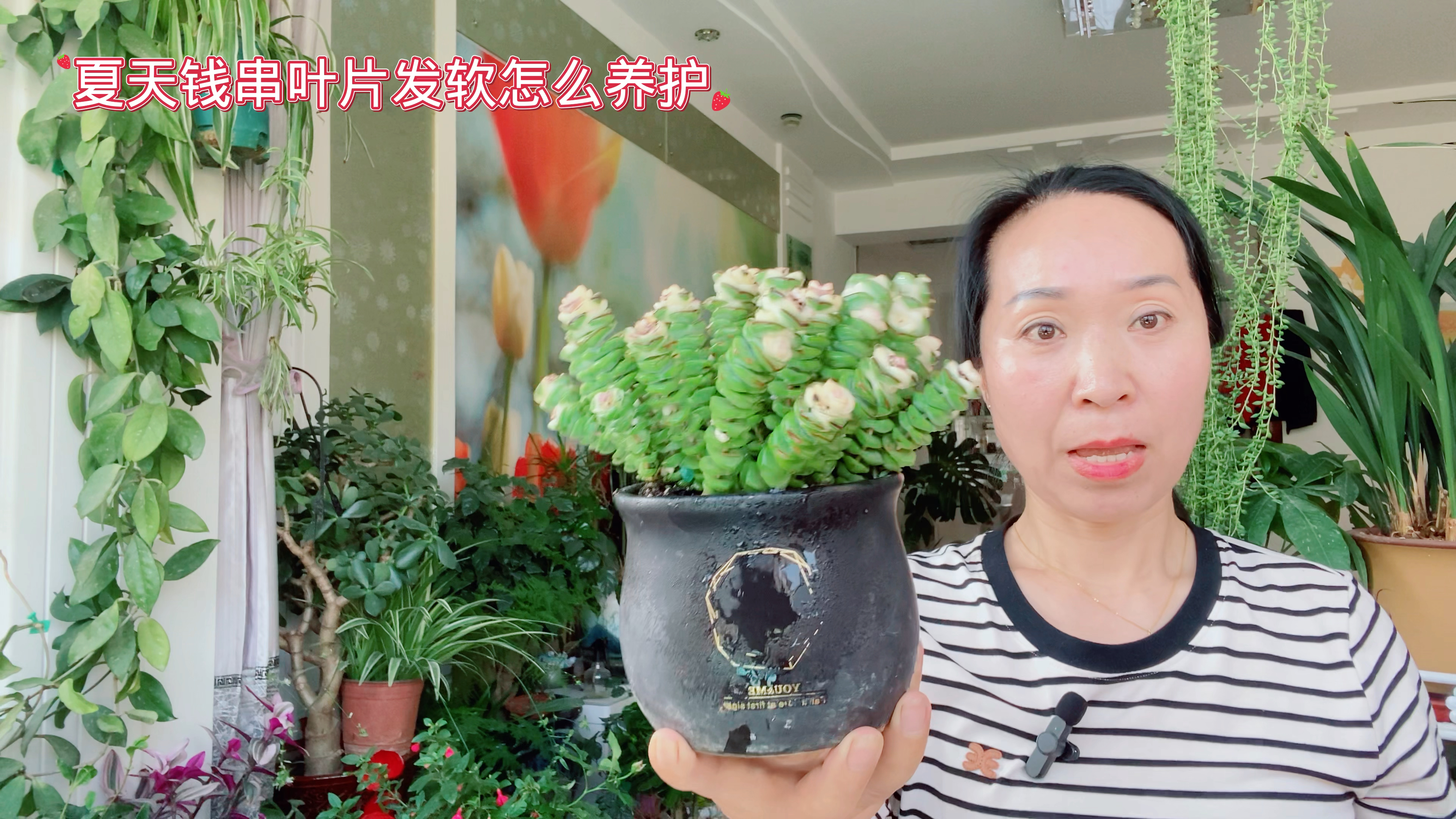 夏天钱串叶片软怎么养护