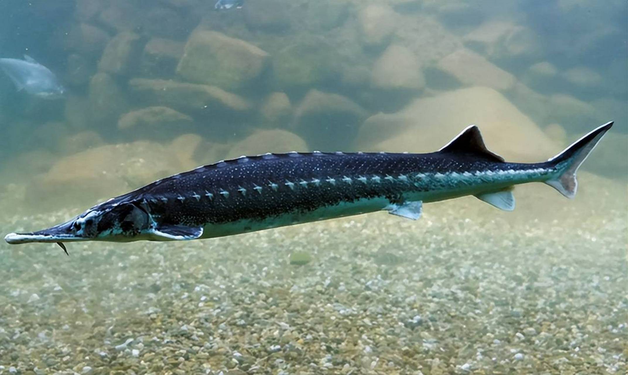 中华鲟(学名:acipenser sinensis;英文名:chinese sturgeon):是硬骨鱼