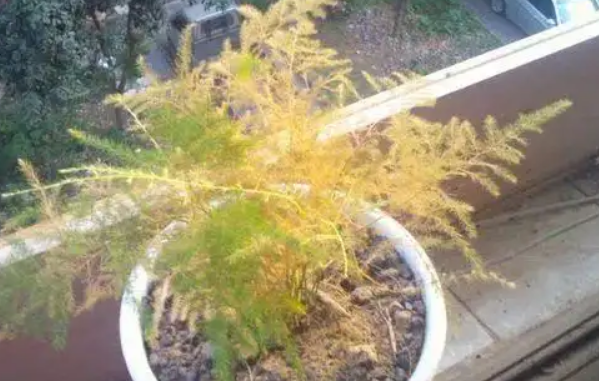 文竹叶子发黄干枯是什么原因?