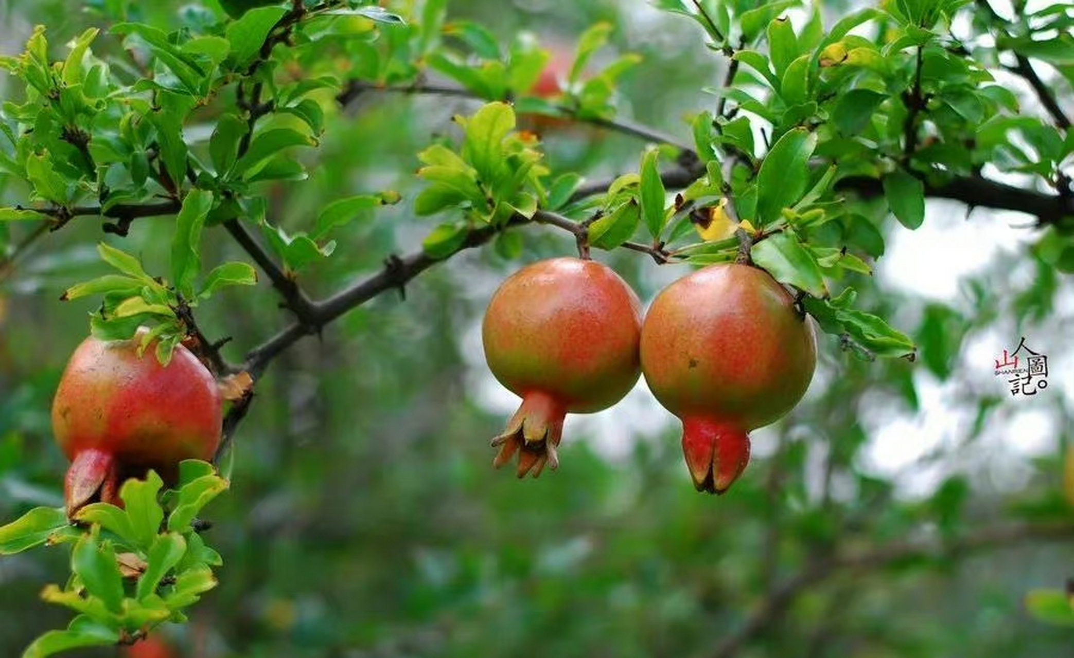 可羡瑶池碧桃树,碧桃红颊一千年.