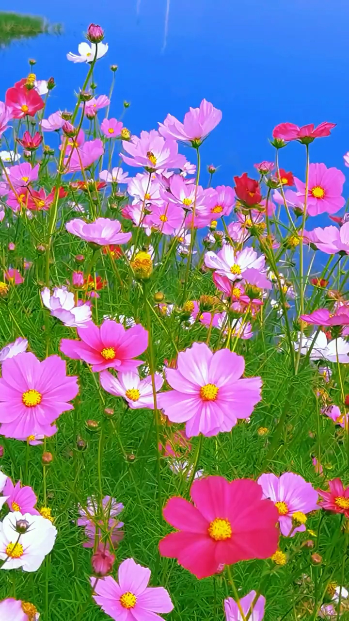 漫山遍野格桑花开