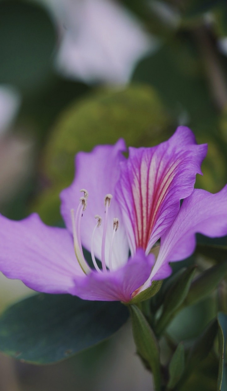 洋紫荆,花美又香.