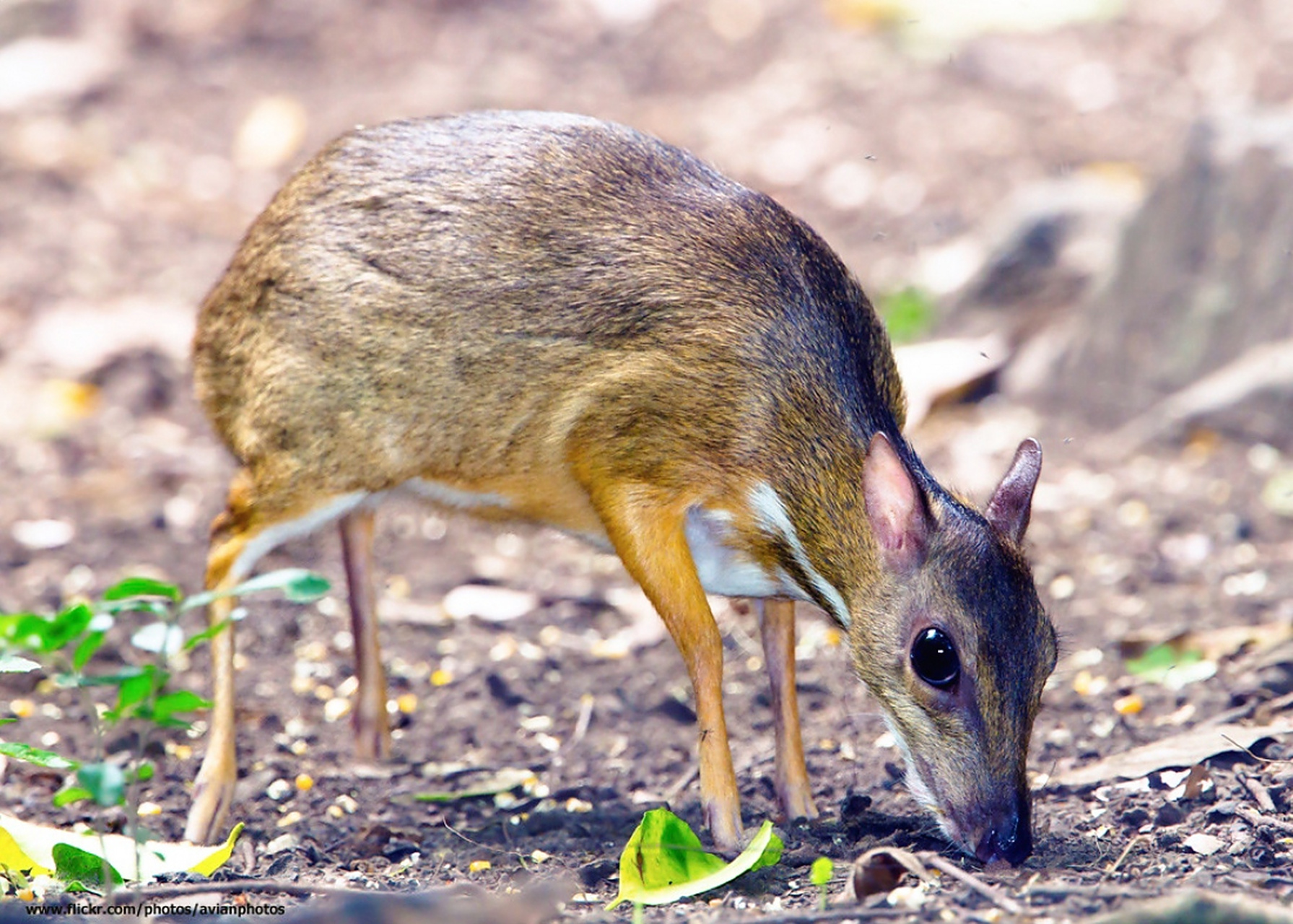 世界上最小的有蹄类动物——银背鼷鹿,个头跟野兔相当,被誉为雨林"小