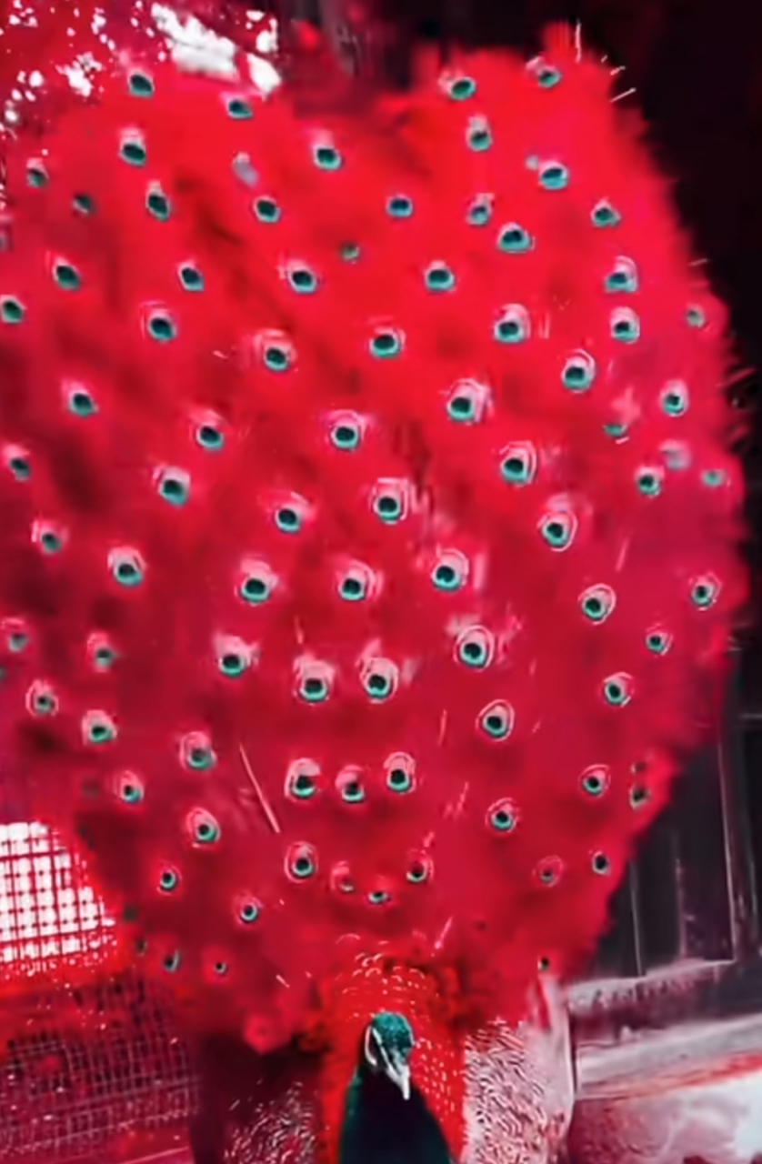 孔雀开屏,难得一见,红得娇艳,白得纯洁,好看!