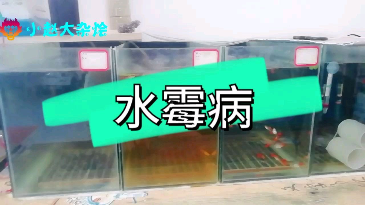 治疗观赏鱼水霉病