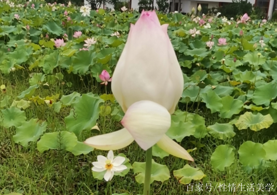 遂川白水仙風景區