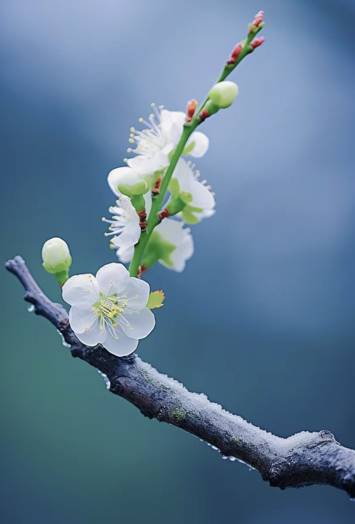网友这是不是梅花