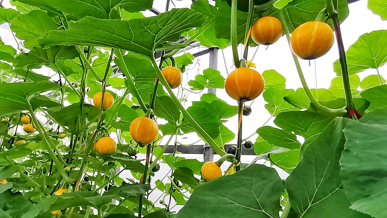 手机能拍出清晰艳丽的瓜果图片吗?看看这几张就知道了