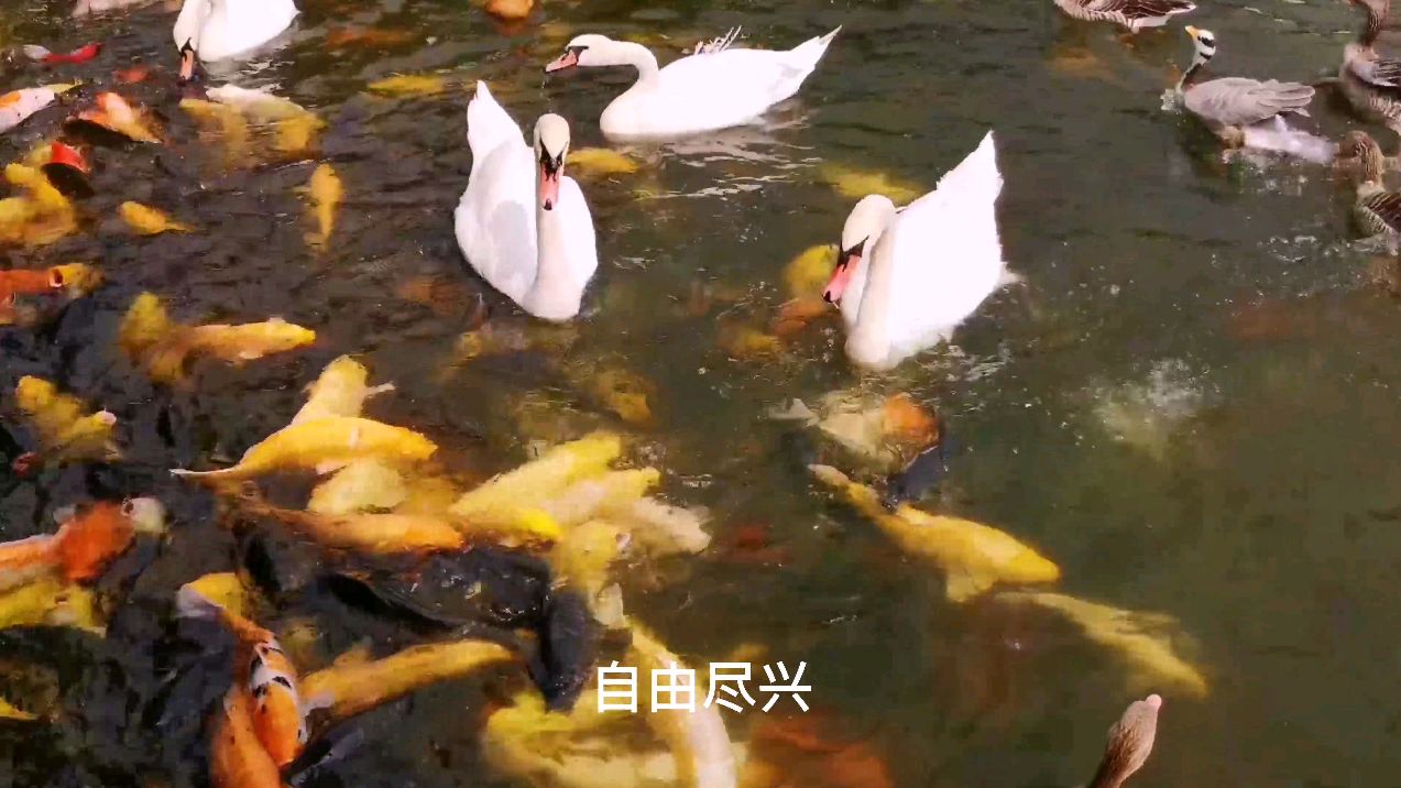 济南出发一日休闲自驾游泰山天鹅湖