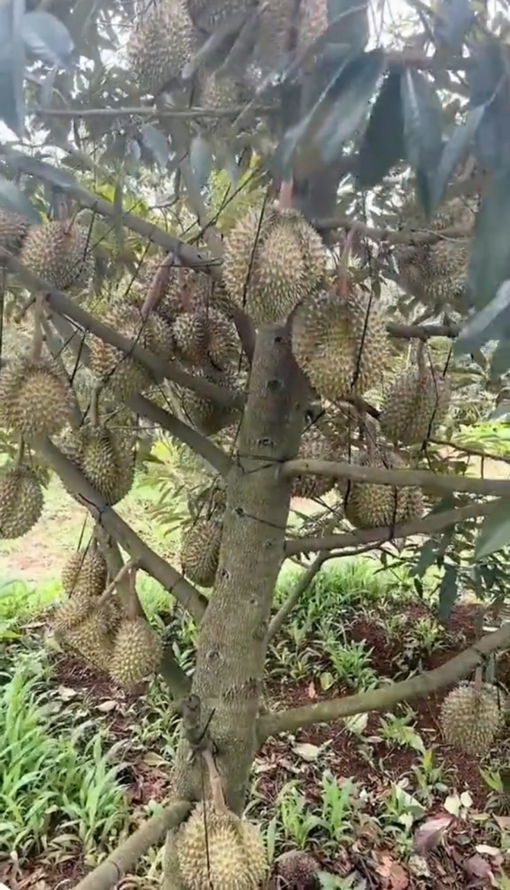上可以长这么多榴莲啊,而且人家这榴莲长的位置也不算高也容易采摘呀