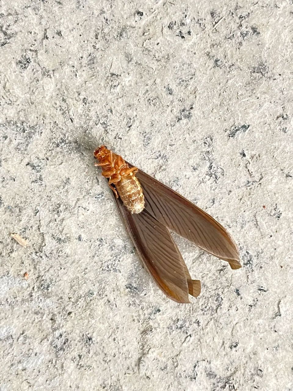 重庆这几天晚上总是很多这种飞虫飞进屋里来,翅膀掉了也能在地上飞快