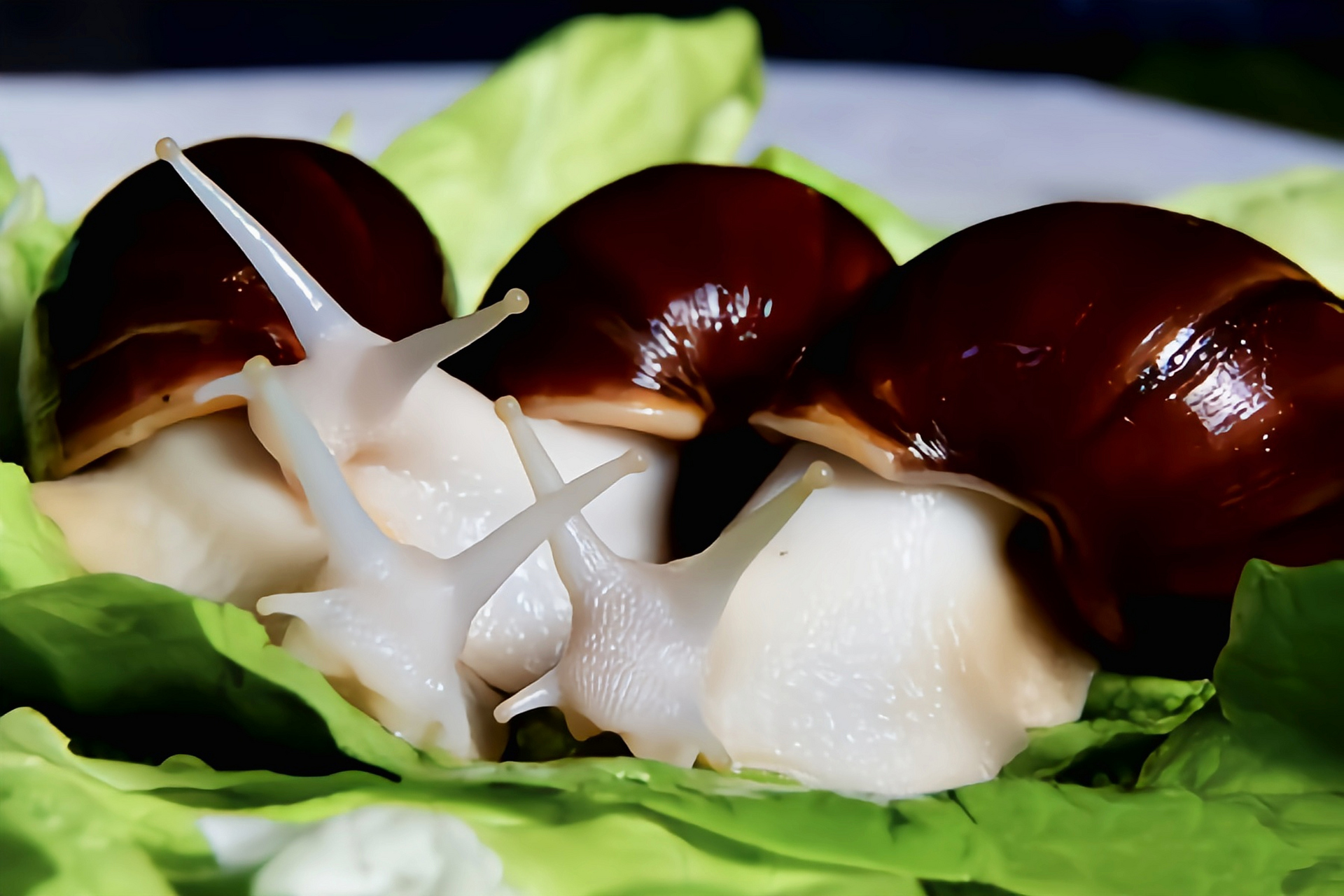 每天认识一种动物——白玉蜗牛 白玉蜗牛别名褐云玛瑙螺,中华白玉蜗牛