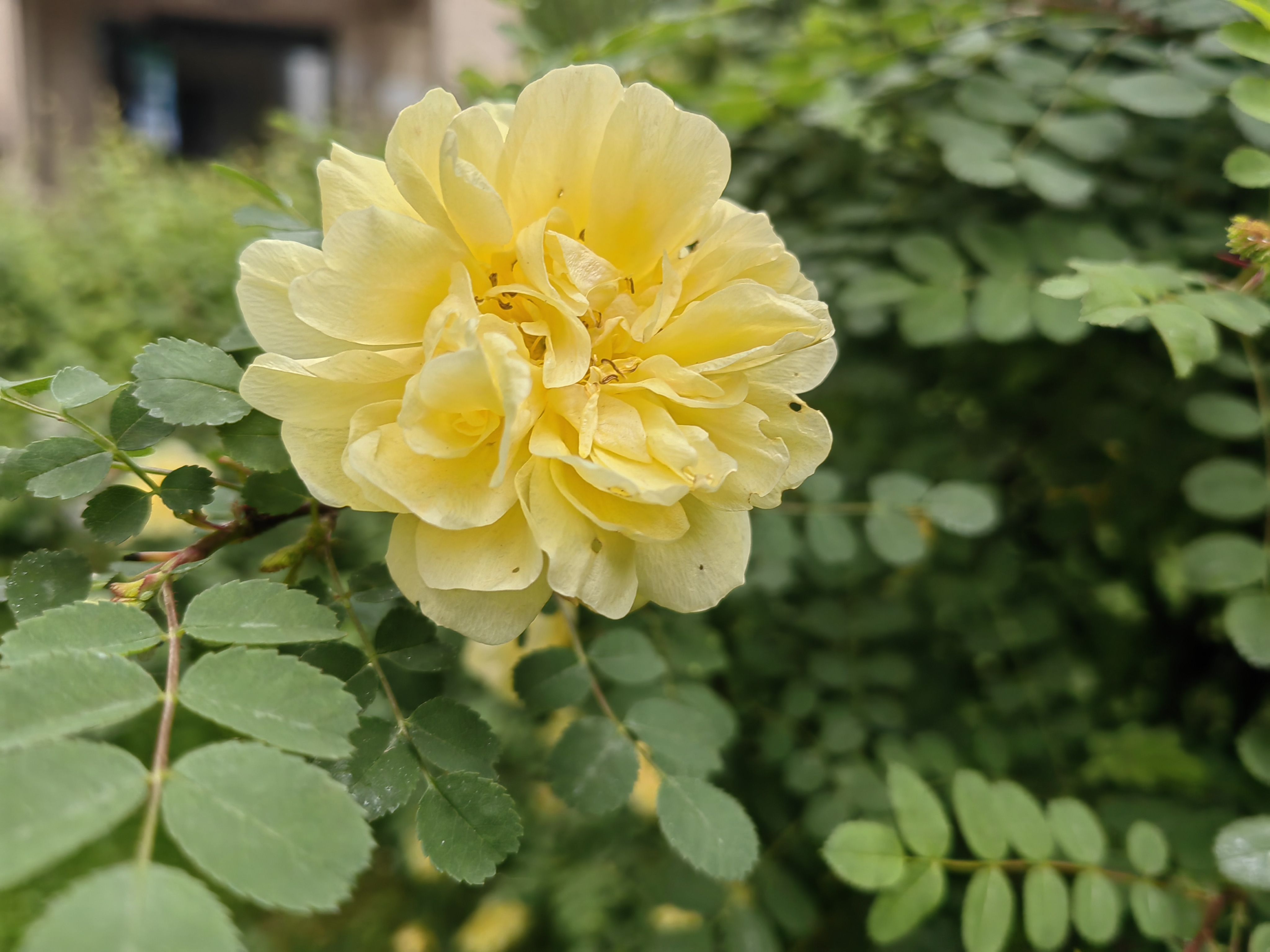 黄刺梅花期图片