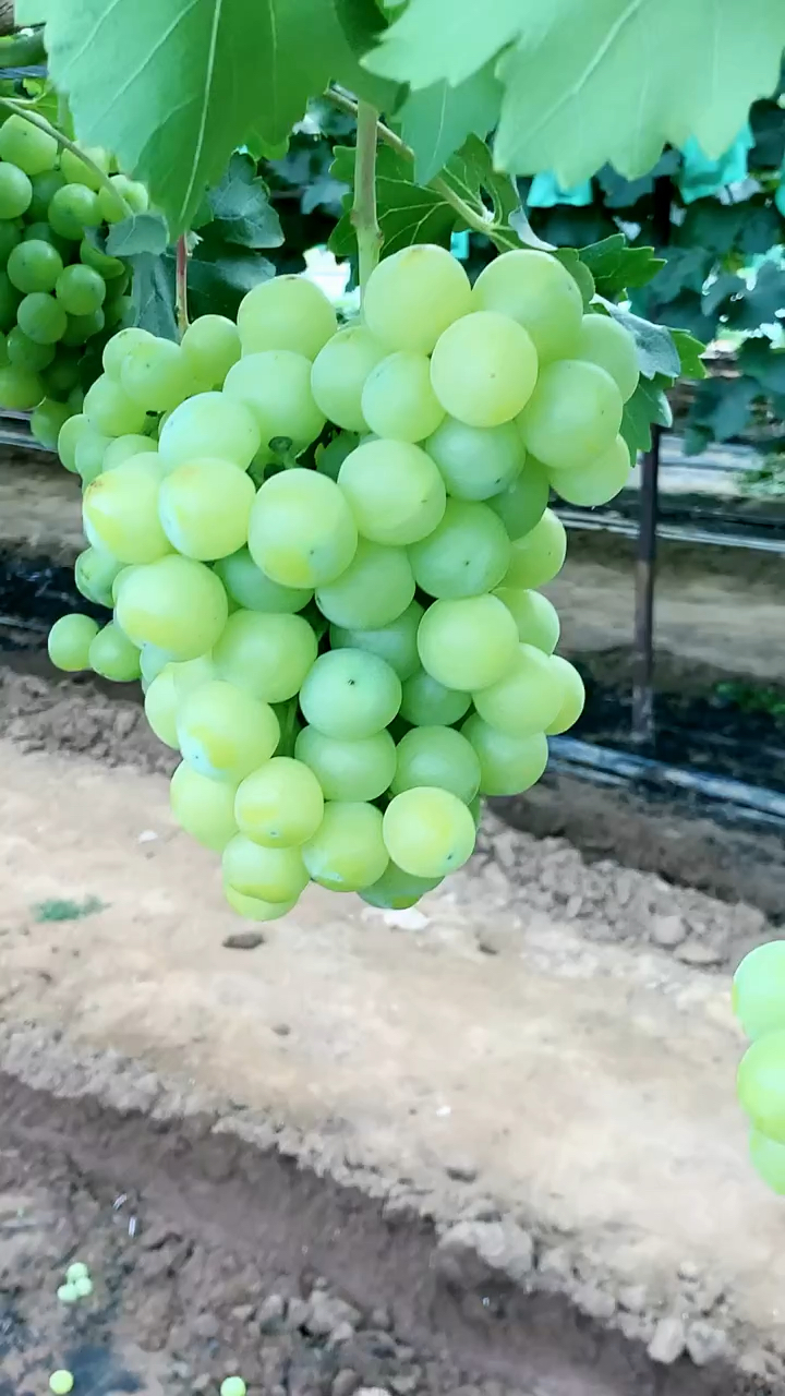 黄金蜜葡萄苗 自花授粉 果肉硬脆 成花能力强 植株长势健壮 根系发达