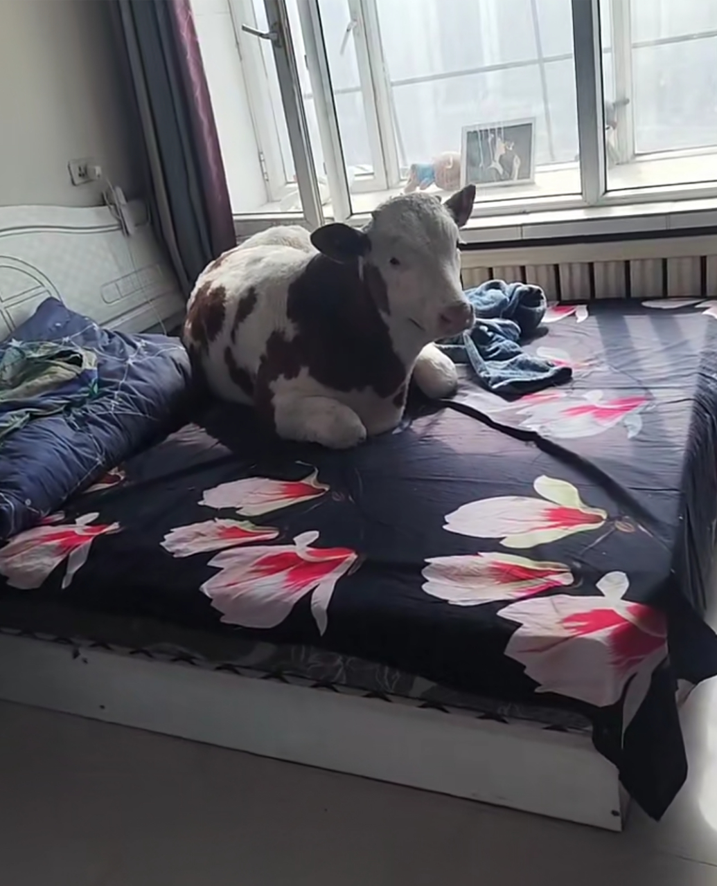 哈哈哈,这牛混的不错,都能躺在床上休息了!#动物