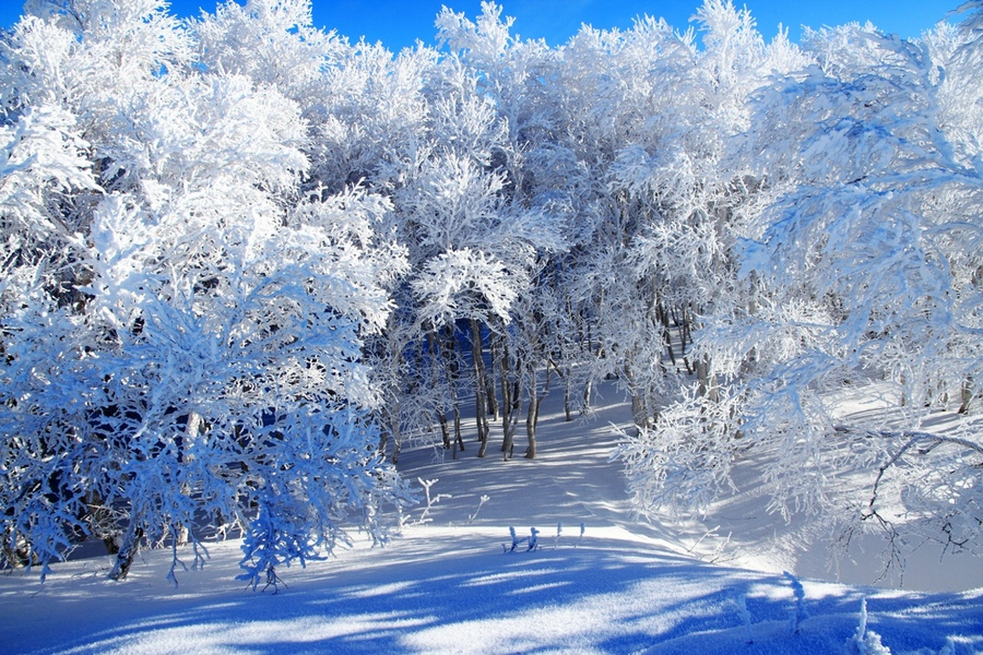 千里冰封,万里雪飘,  银装素裹,原驰蜡象……  壮丽的北国雪景
