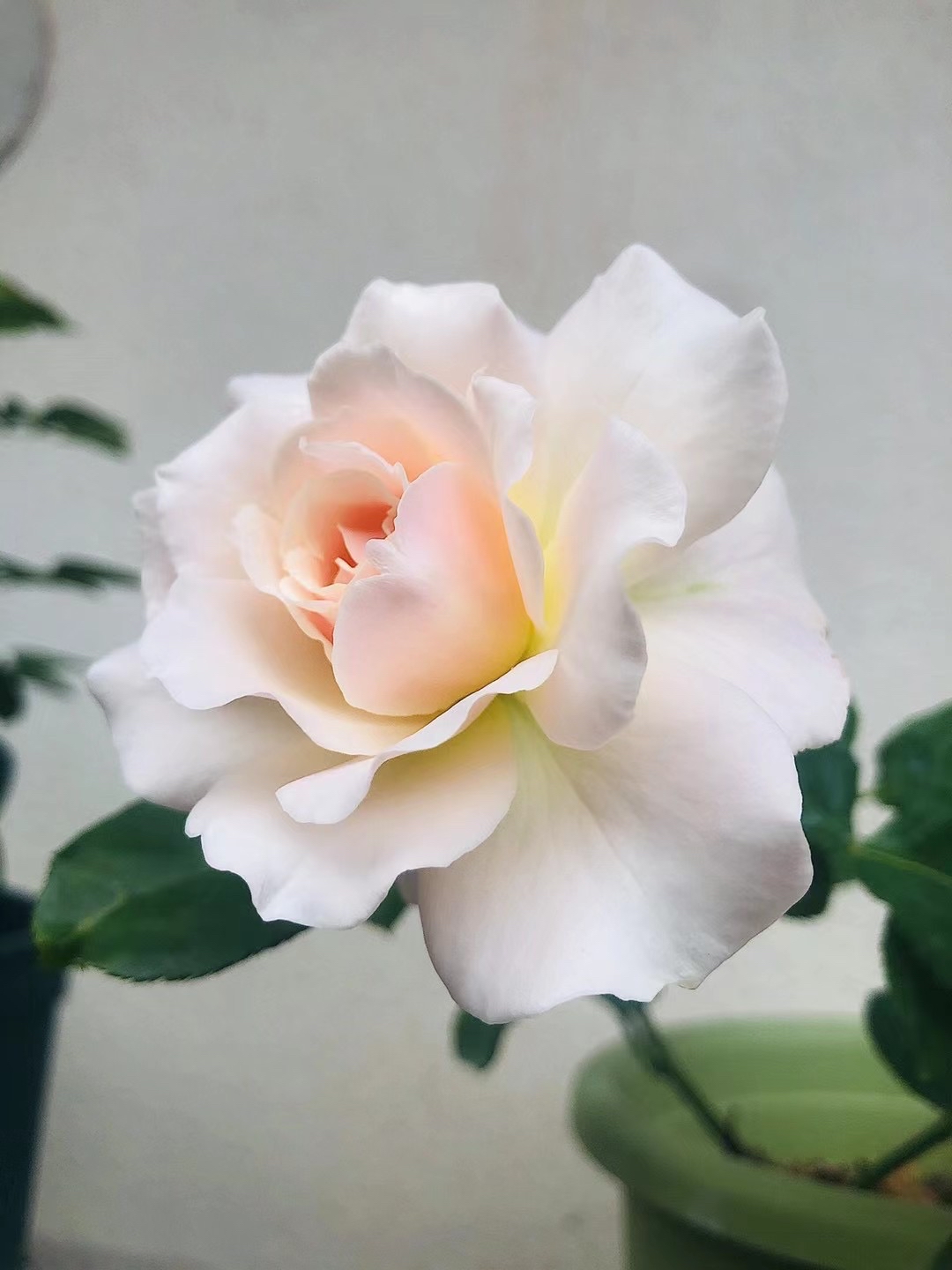 河本纯子的闪闪发光