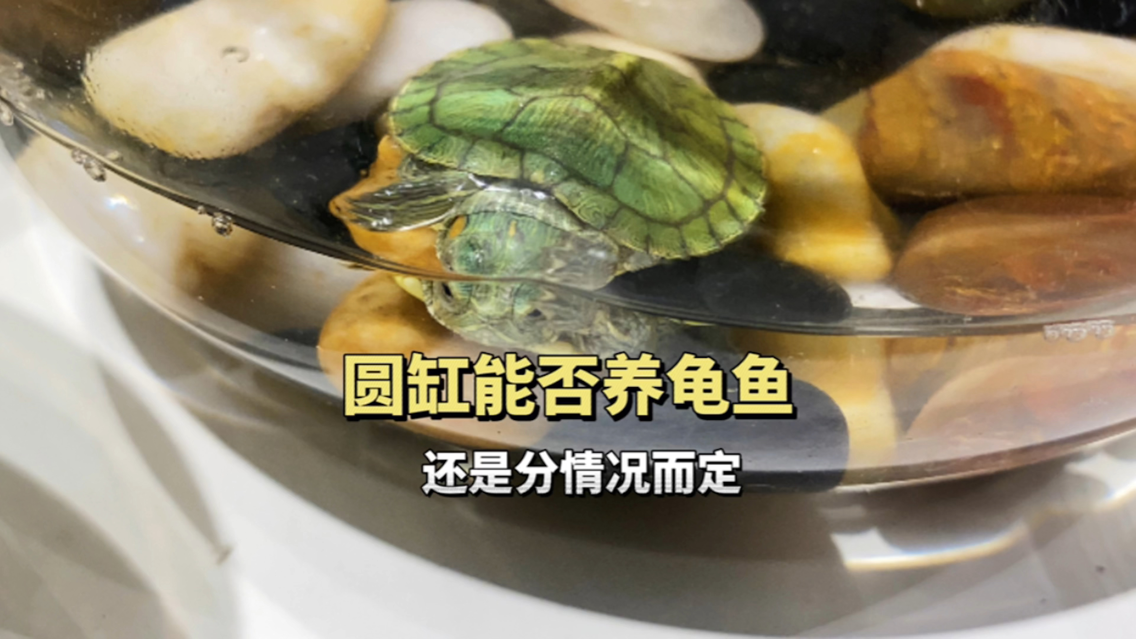 圆缸能不能养鱼养龟?还是得分情况而定